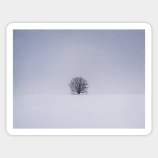 snowy lone tree Magnet